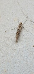 Phereoeca