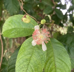 Tetracera indica