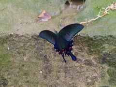 Papilio bianor