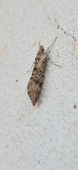 Phereoeca