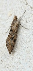 Phereoeca