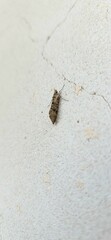 Phereoeca