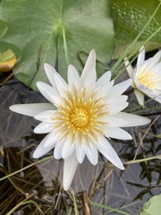 Nymphaea nouchali