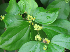 Sarcomphalus joazeiro