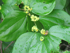 Sarcomphalus joazeiro