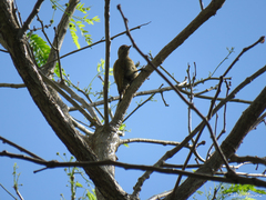 Dryobates passerinus