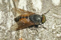 Tabanus tergestinus