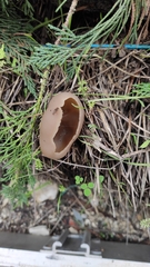 Pezizaceae