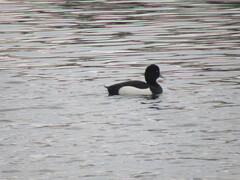 Aythya fuligula