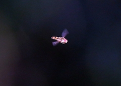 Episyrphus balteatus