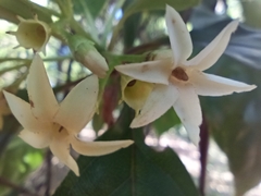 Rubiaceae