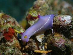 Hypselodoris bullockii