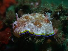 Goniobranchus albopunctatus