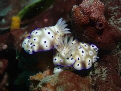 Hypselodoris tryoni