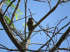 Dryobates passerinus