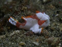 Antennarius maculatus