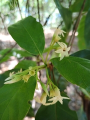 Rubiaceae