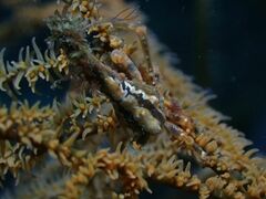 Xenocarcinus conicus