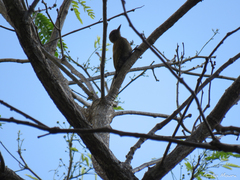 Dryobates passerinus