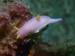 Hypselodoris bullockii