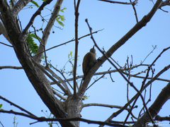 Dryobates passerinus