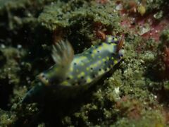 Hypselodoris