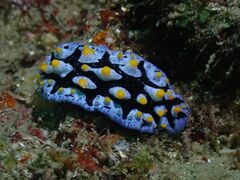 Phyllidia picta