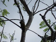 Dryobates passerinus