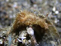 Stylocheilus striatus