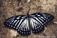 Penthema lisarda lisarda