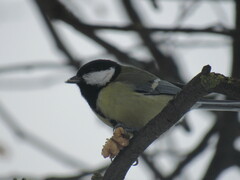 Parus major