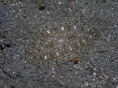 Pardachirus pavoninus