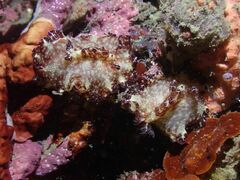 Discodoris boholiensis