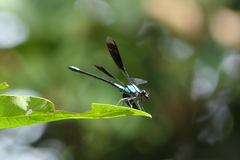 Diphlebia euphoeoides