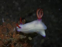 Hypselodoris bullockii