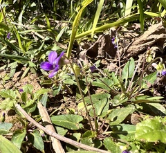 Viola inconspicua nagasakiensis