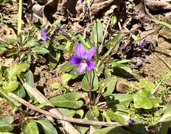 Viola inconspicua nagasakiensis