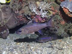 Cheilodipterus macrodon