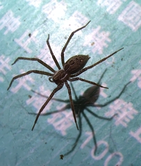 Dendrolycosa