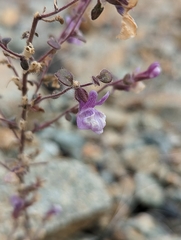 Sairocarpus cornutus