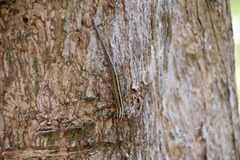 Sphenomorphus sanctus