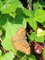 Junonia iphita iphita