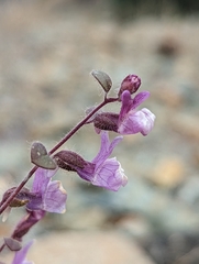 Sairocarpus cornutus