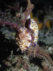 Hypselodoris tryoni
