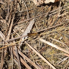 Taractrocera papyria agraulia