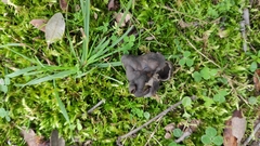 Helvella lacunosa