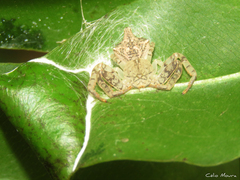 Epicadus trituberculatus