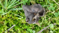 Helvella lacunosa