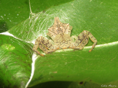 Epicadus trituberculatus
