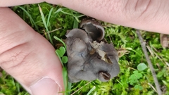 Helvella lacunosa